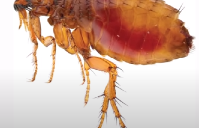 fleas-Pest-control-services-in-Kenya